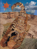 Scorpion Collage Laminate Sticker